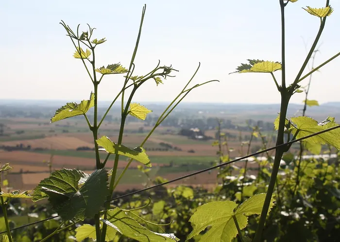 호텔 Schwarzer Adler - Garni Ipsheim